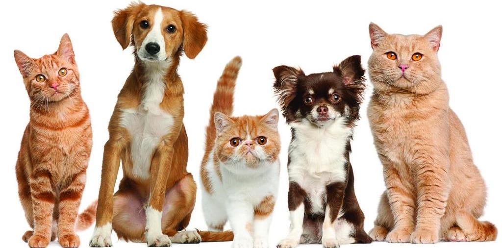 Доска объявлений о животных | ЗооТом - продажа, вязка и услуги для животных в Вилюйске