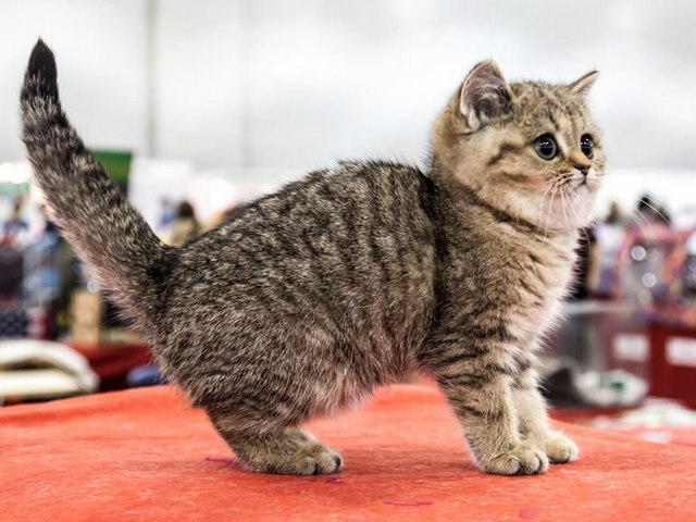 Породы кошек в Вилюйске | ЗооТом портал о животных