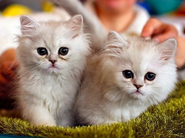 Породы кошек в Вилюйске | ЗооТом портал о животных