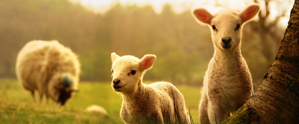 Объявления о сельскохозяйственных животных | ЗооТом - продажа, вязка и услуги для животных в Вилюйске