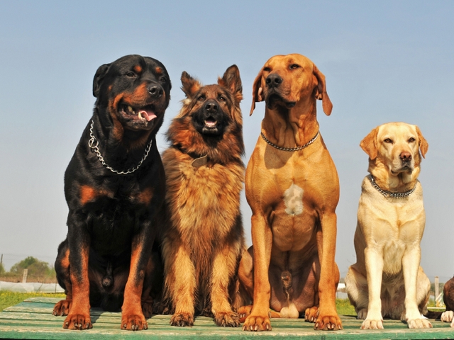 Крупные породы собак в Вилюйске | ЗооТом портал о животных