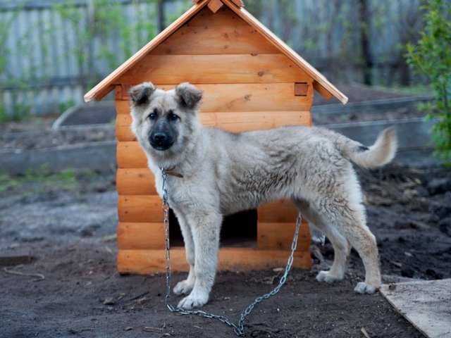 Все о собаках в Вилюйске Все о собаках в Вилюйске